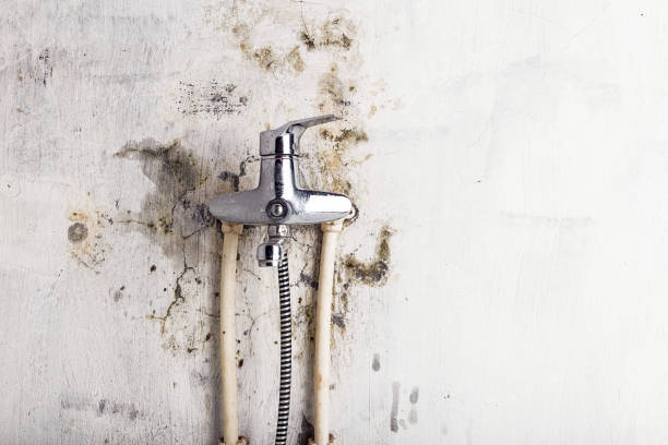 Best Residential Mold Removal  in Seeley, CA