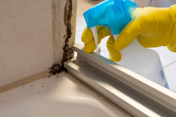 Best Certified Mold Removal  in Seeley, CA