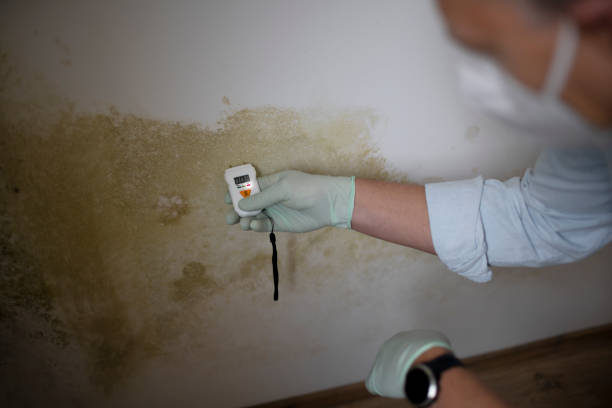 Best Black Mold Removal  in Seeley, CA