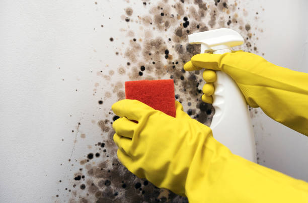 Best Commercial Mold Removal  in Seeley, CA