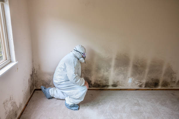 Best Office Mold Removal Services  in Seeley, CA