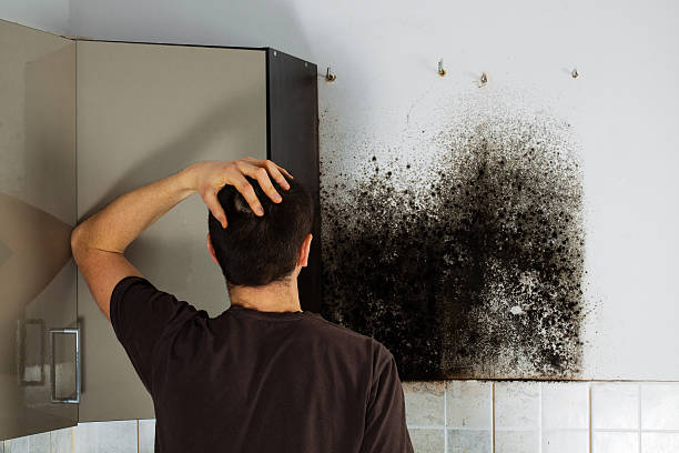 Best Professional Mold Removal  in Seeley, CA