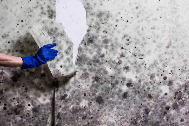 Best Emergency Mold Removal  in Seeley, CA