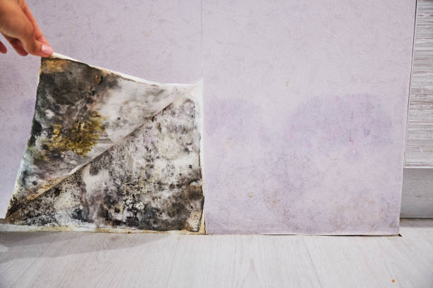 Best Mold Cleaning Services  in Seeley, CA